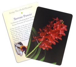 Large Tarot Cards
